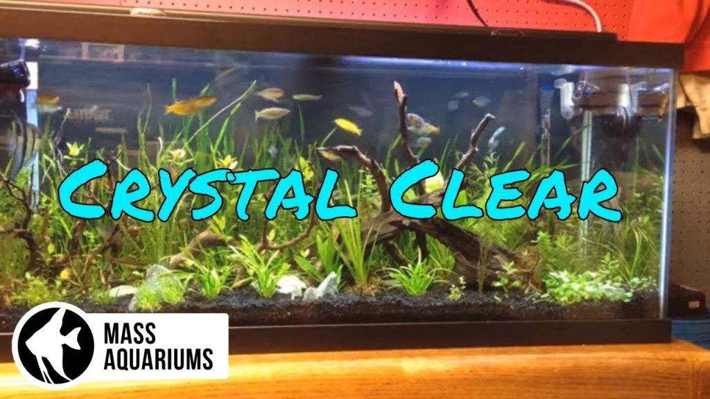 How to Keep Crystal Clear water in your Aquarium/ Clean Fish Tank Water