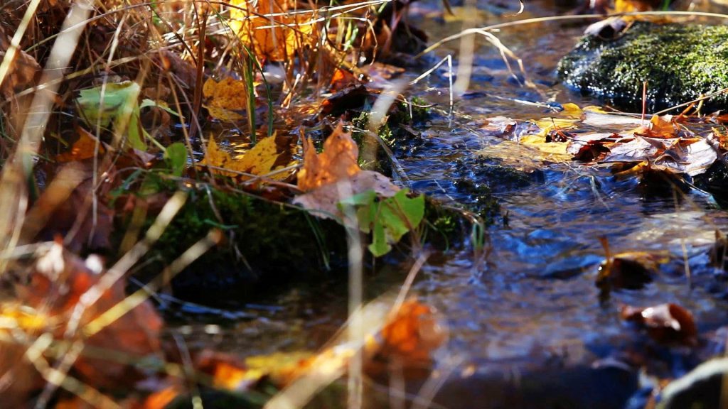 Where to Find Clean Water | Survival Skills
