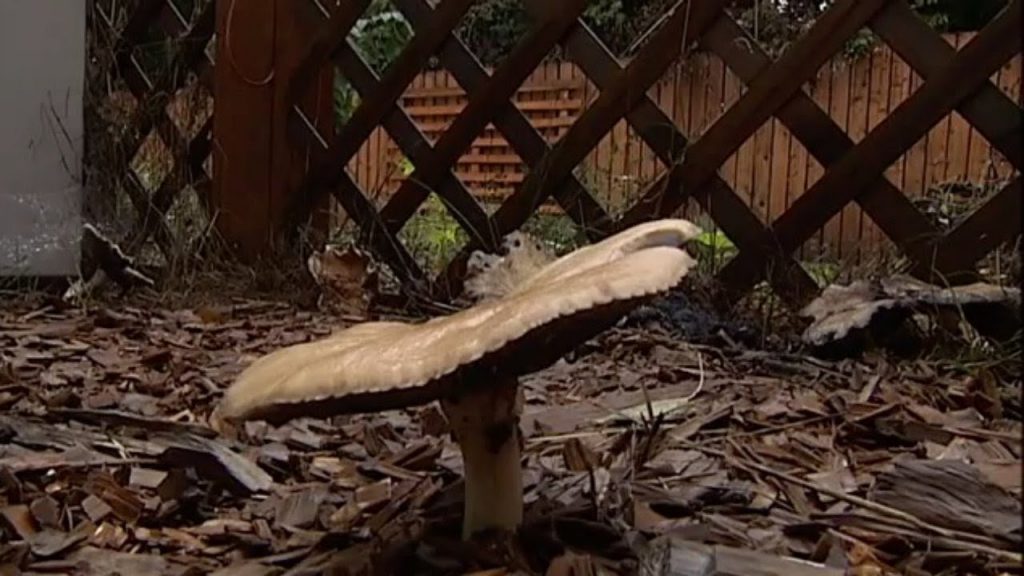 How Mushrooms Can Help Clean Water